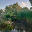 EFH + Werkstatt-Nebengebäude auf ca. 3.555 m² gr. Bau-GS - 9 Räume, 3 Garagen, , Gartenteich u.v.m. - Bild