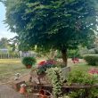 EFH + Werkstatt-Nebengebäude auf ca. 3.555 m² gr. Bau-GS - 9 Räume, 3 Garagen, , Gartenteich u.v.m. - Bild